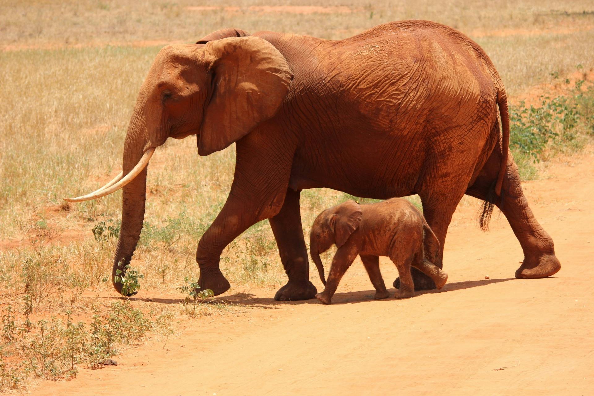 African elephant in the savanna