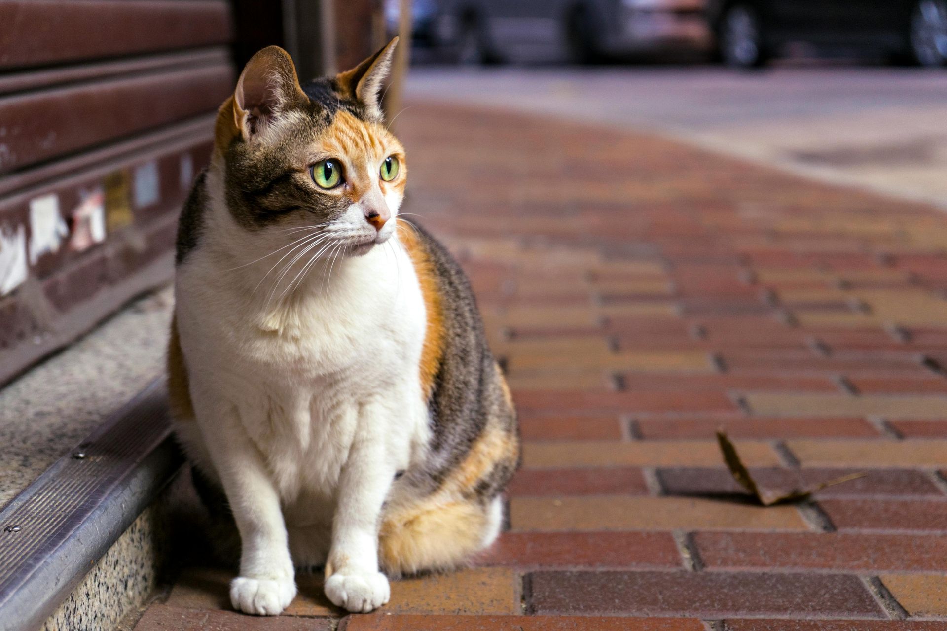Brown and White Tabby Cat Sitting on Brown Brick Pathway