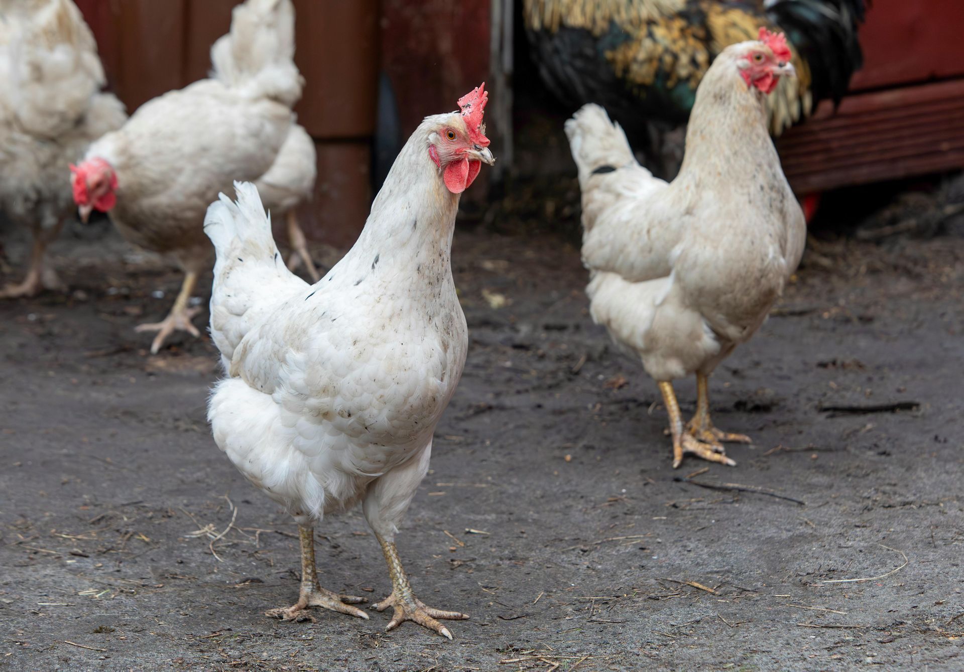 View of Hens and a Rooster Walking near the Chicken Coop