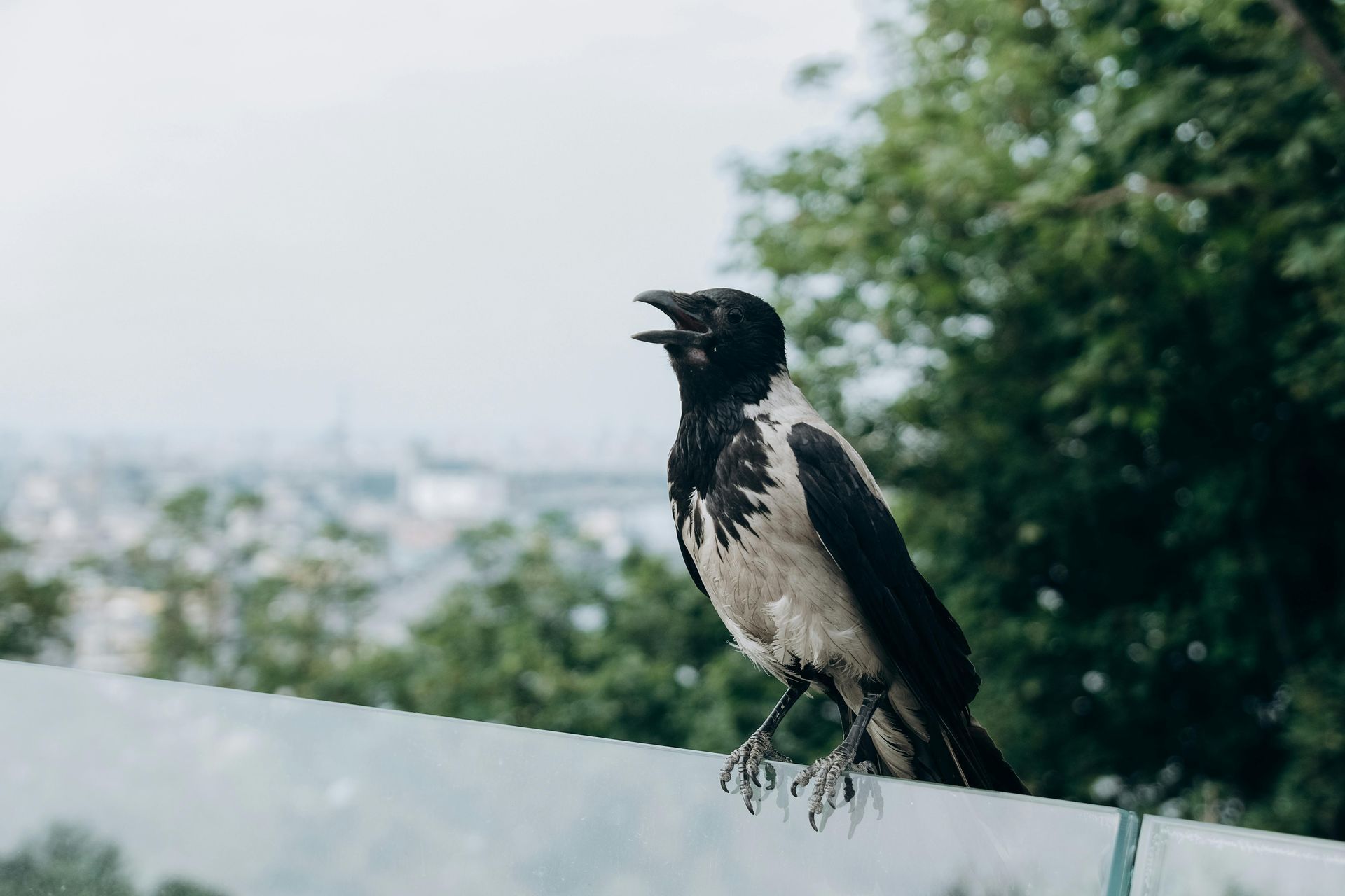 Crow Perching on Wall