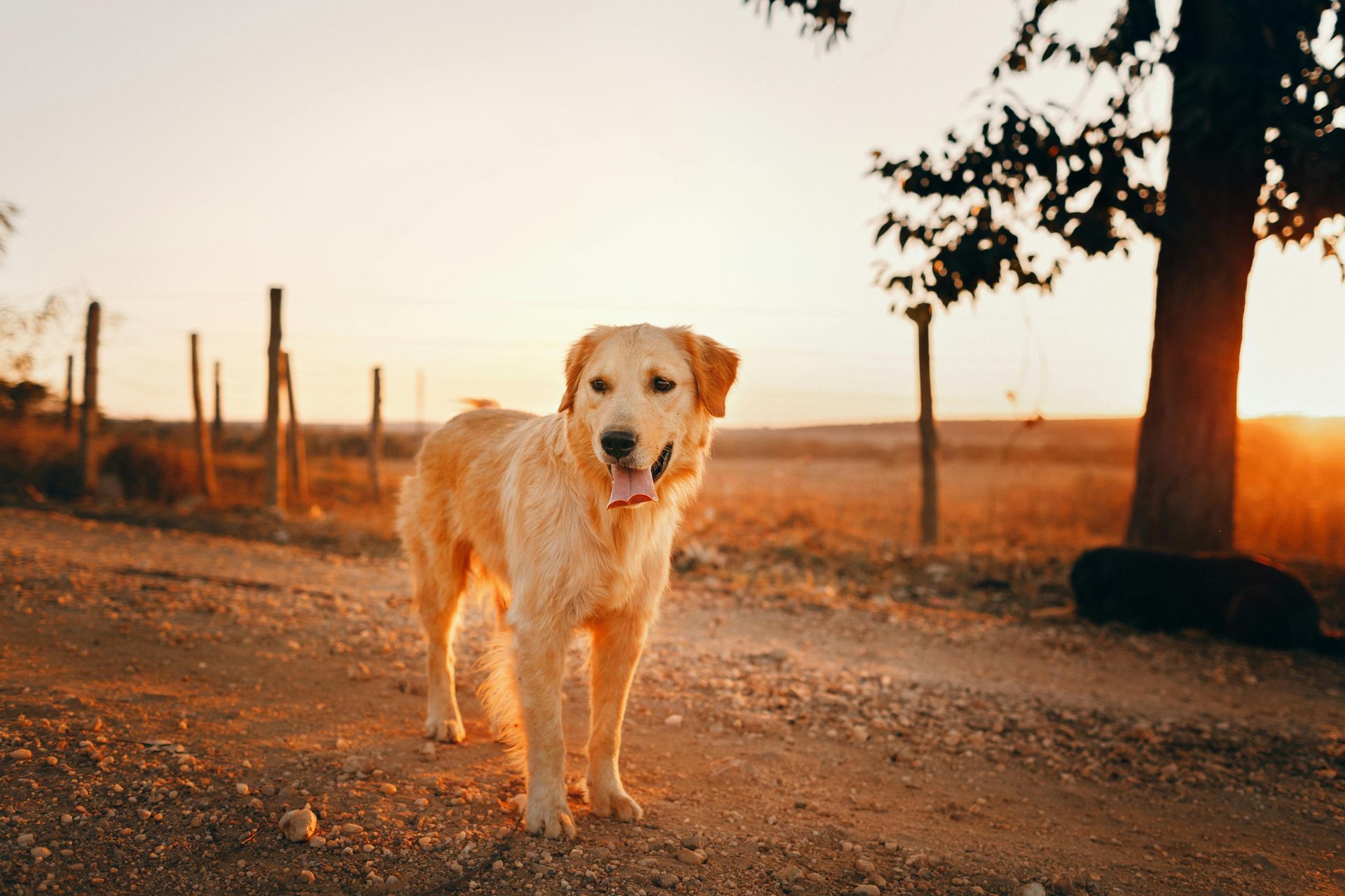 Happy golden retriever