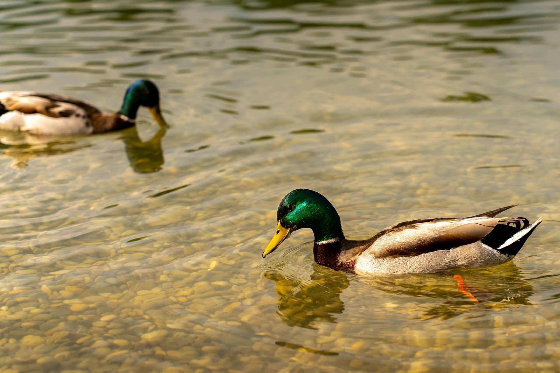Mallard duck swimming