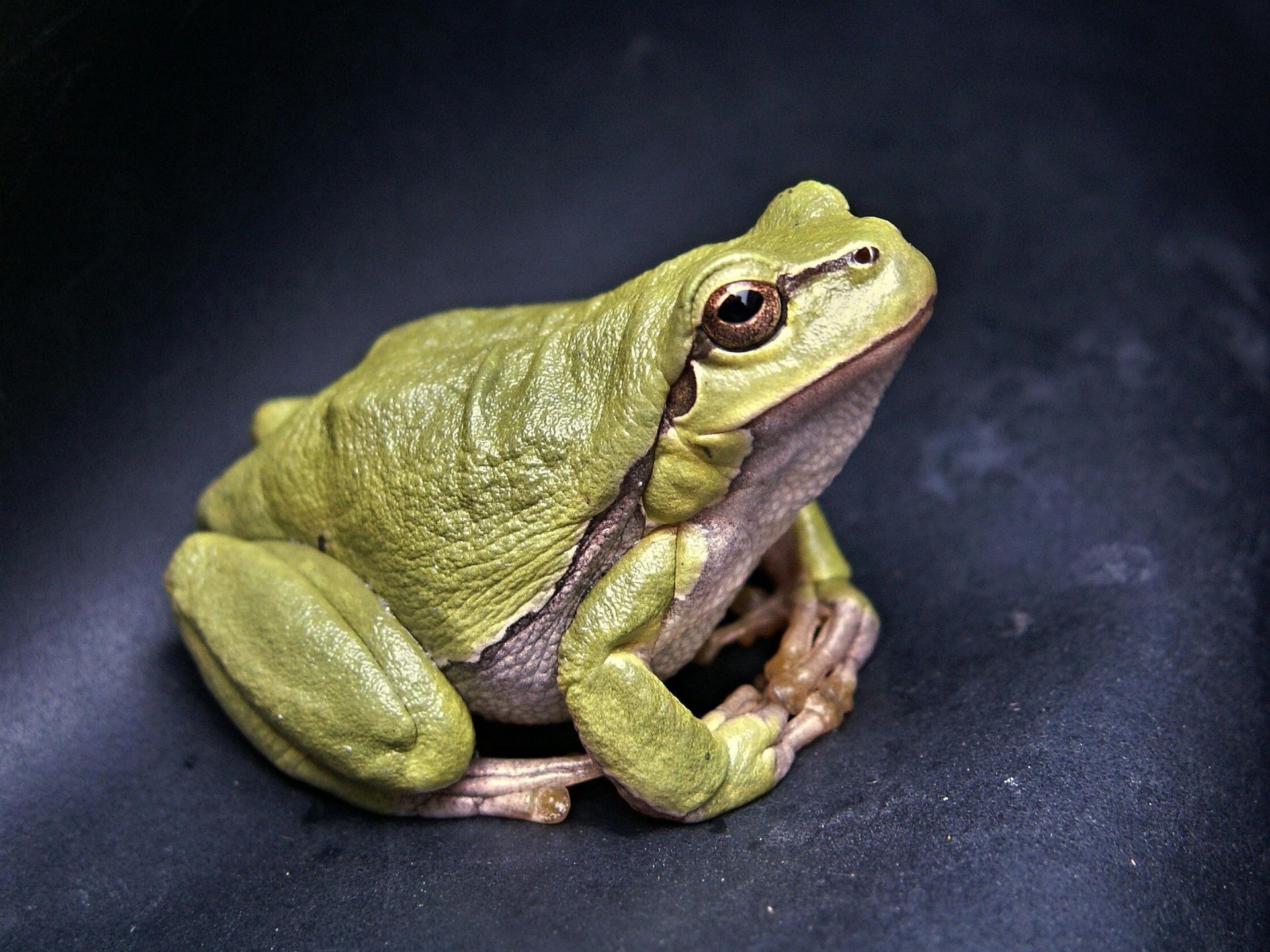 Green frog on a lily pad