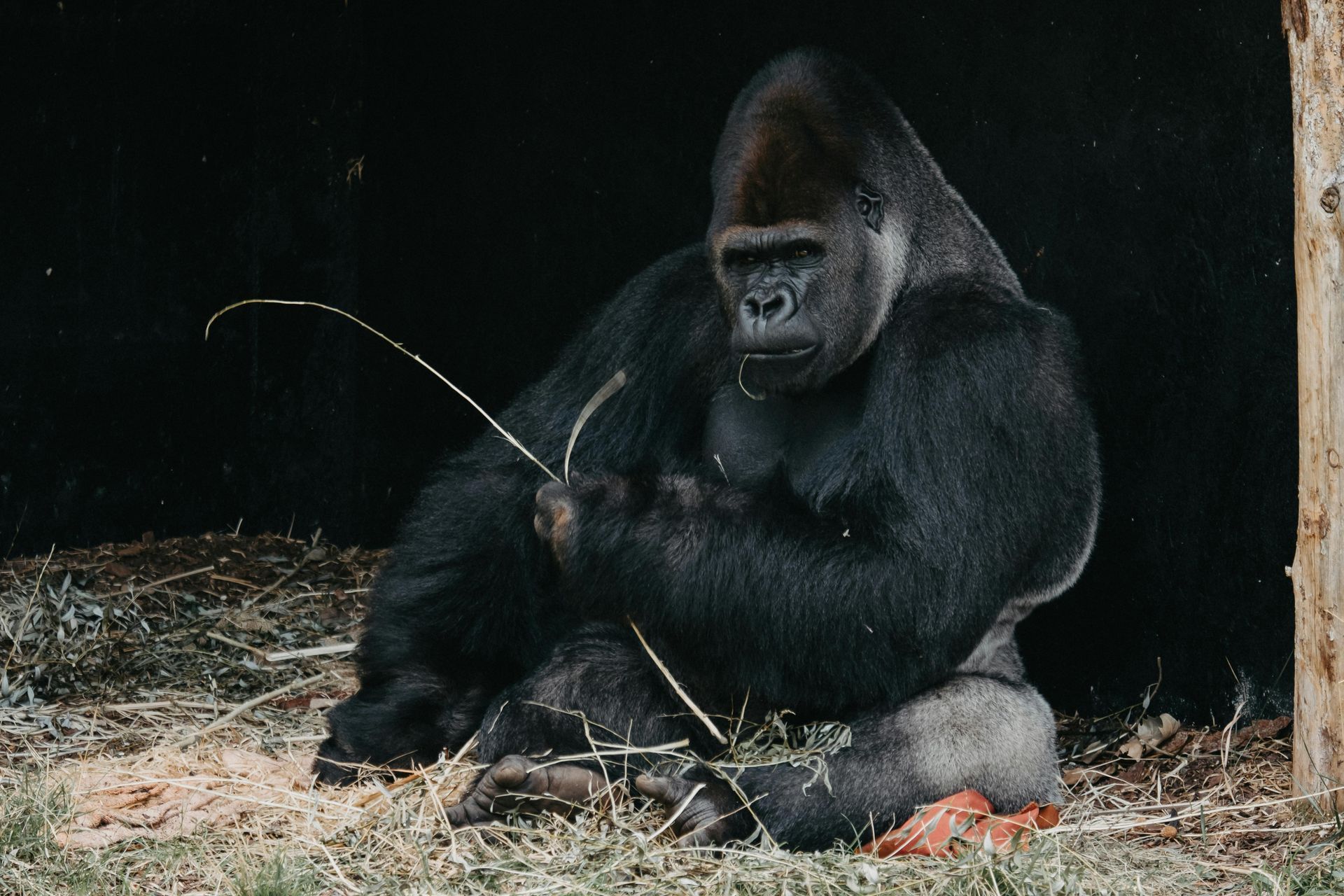 Silverback gorilla