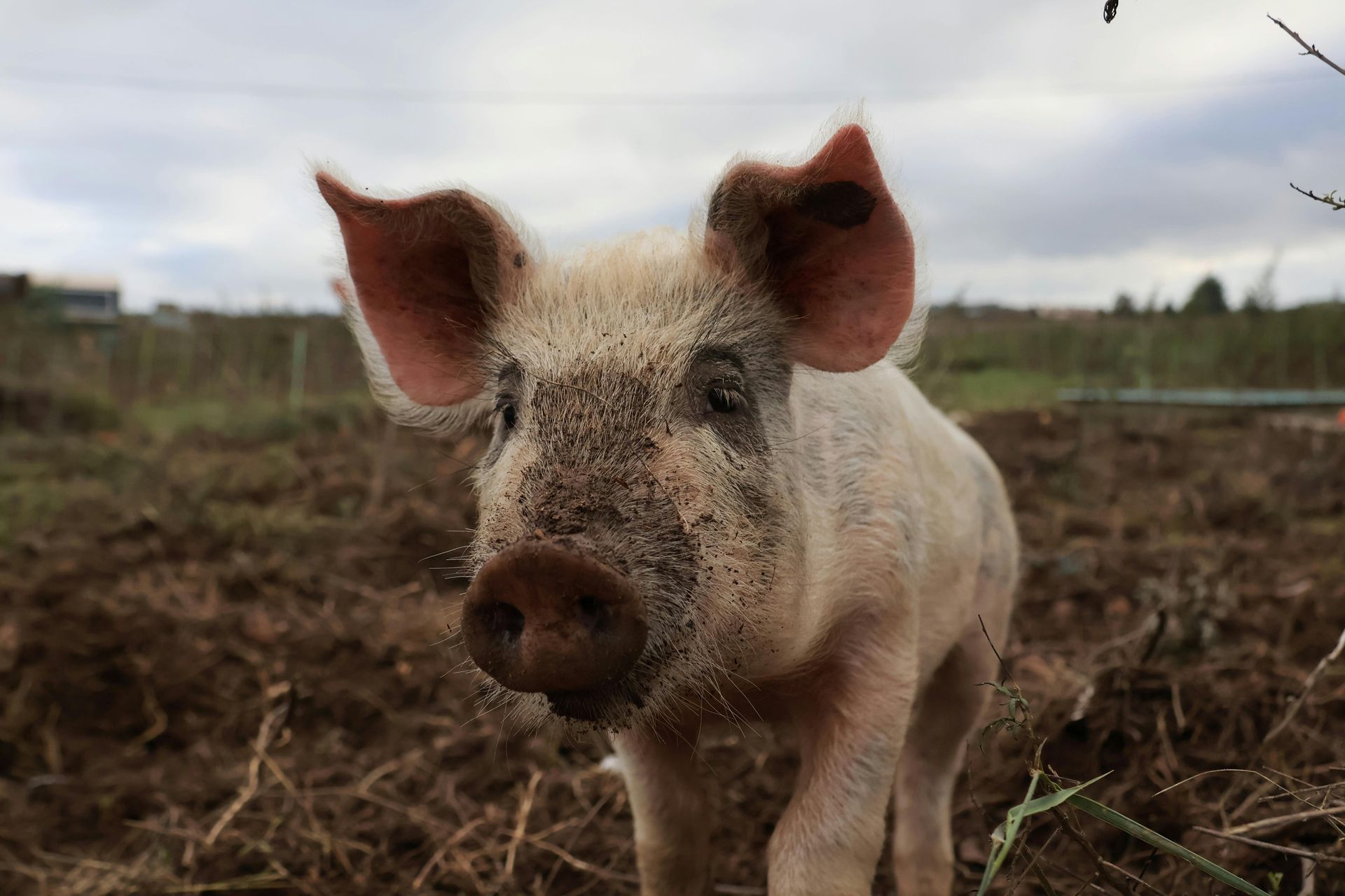 Pig on a farm