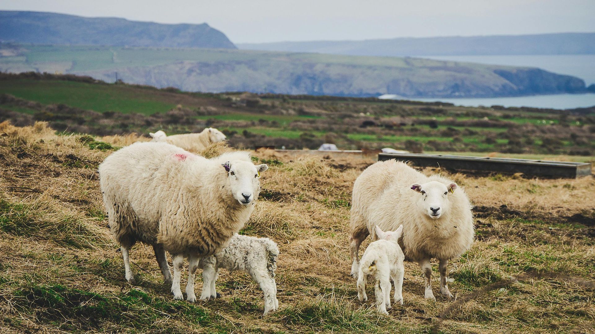 White sheep in a field